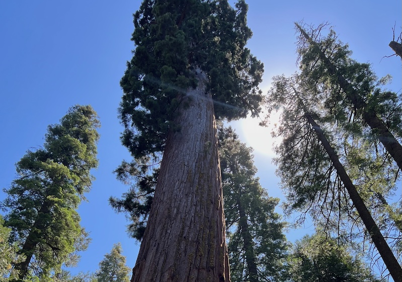 Giant sequoia and other trees in Calaveras Big Trees State Park in California.